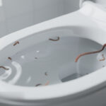 découvrez comment éliminer efficacement les vers dans vos toilettes grâce à des méthodes simples et naturelles pour retrouver un espace propre et sain.